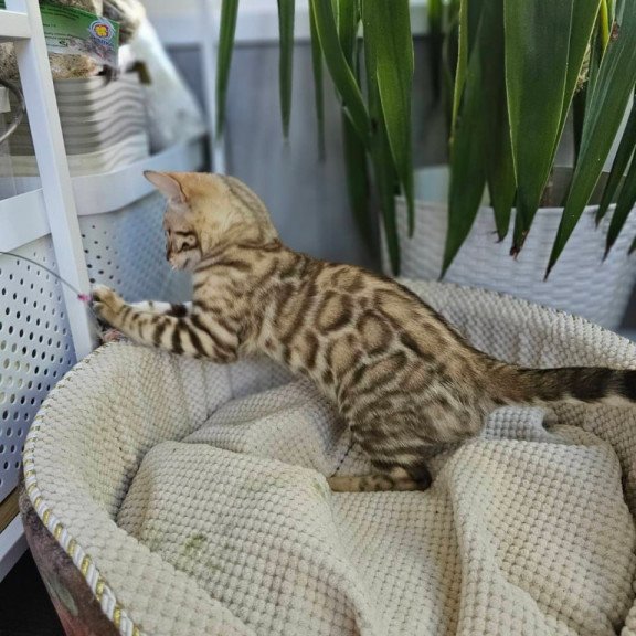 Bengal Uranus