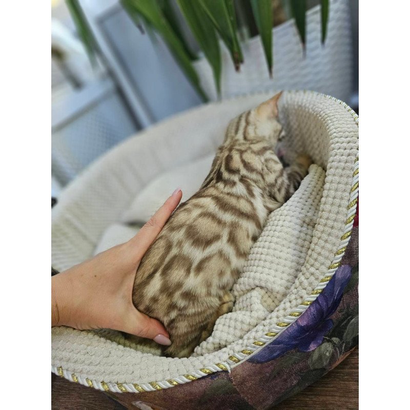 Bengal Uranus