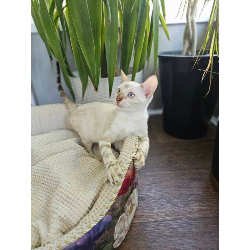 Bengal Unique