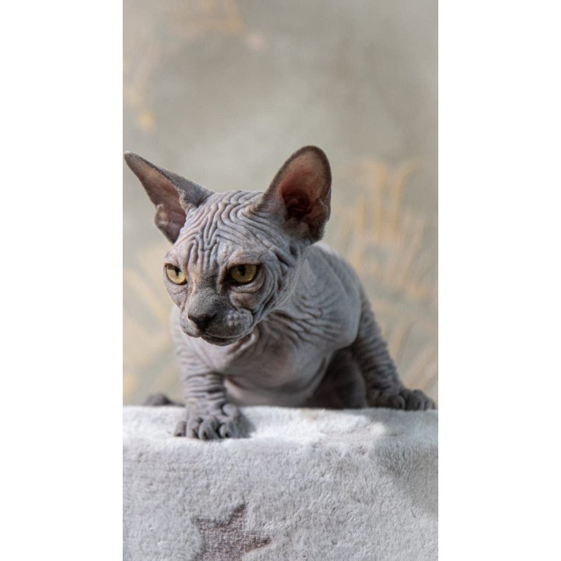Sphynx AP Floris