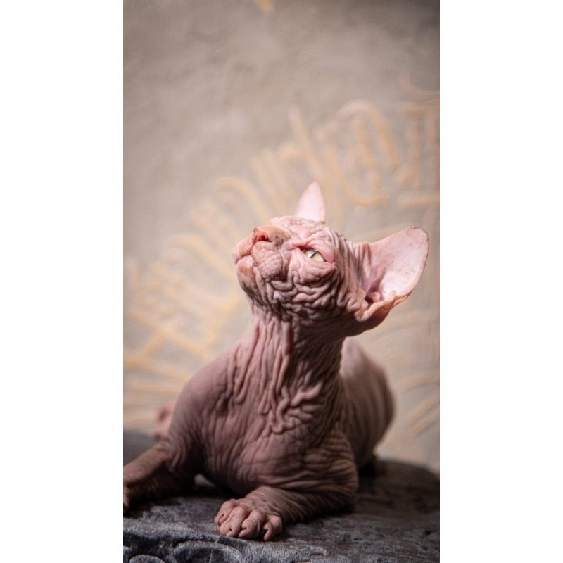 Sphynx AP Vison