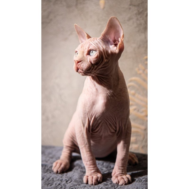 Sphynx AP Zefir