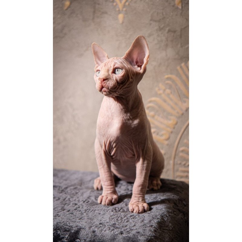 Sphynx AP Zefir