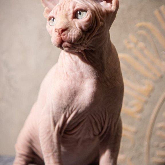Sphynx AP Zefir