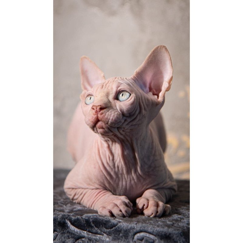 Sphynx AP Zefir