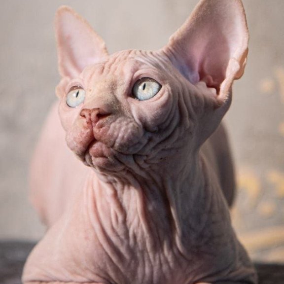 Sphynx AP Zefir