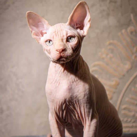 Sphynx AP Zefir