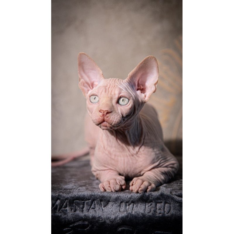 Sphynx AP Zefir