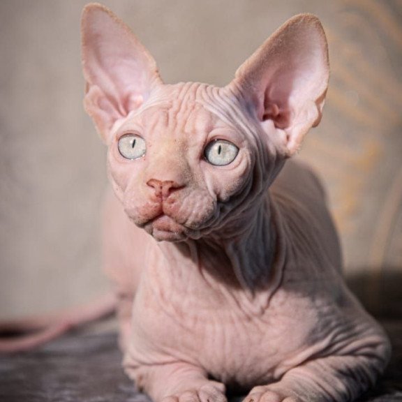 Sphynx AP Zefir