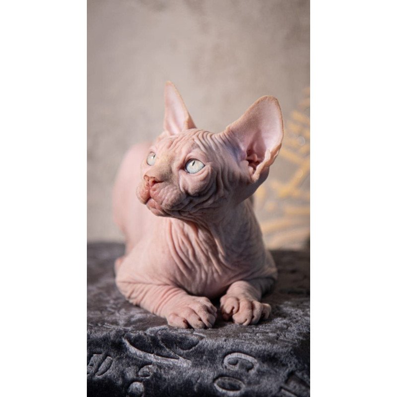 Sphynx AP Zefir