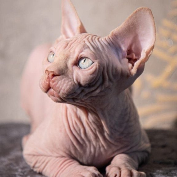 Sphynx AP Zefir