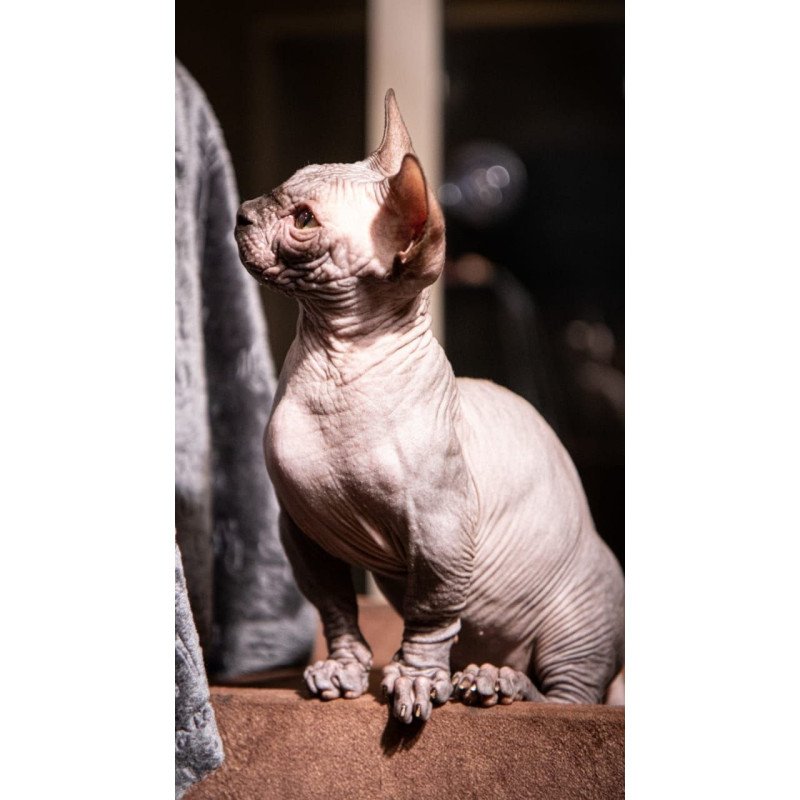Bambino AP Masik