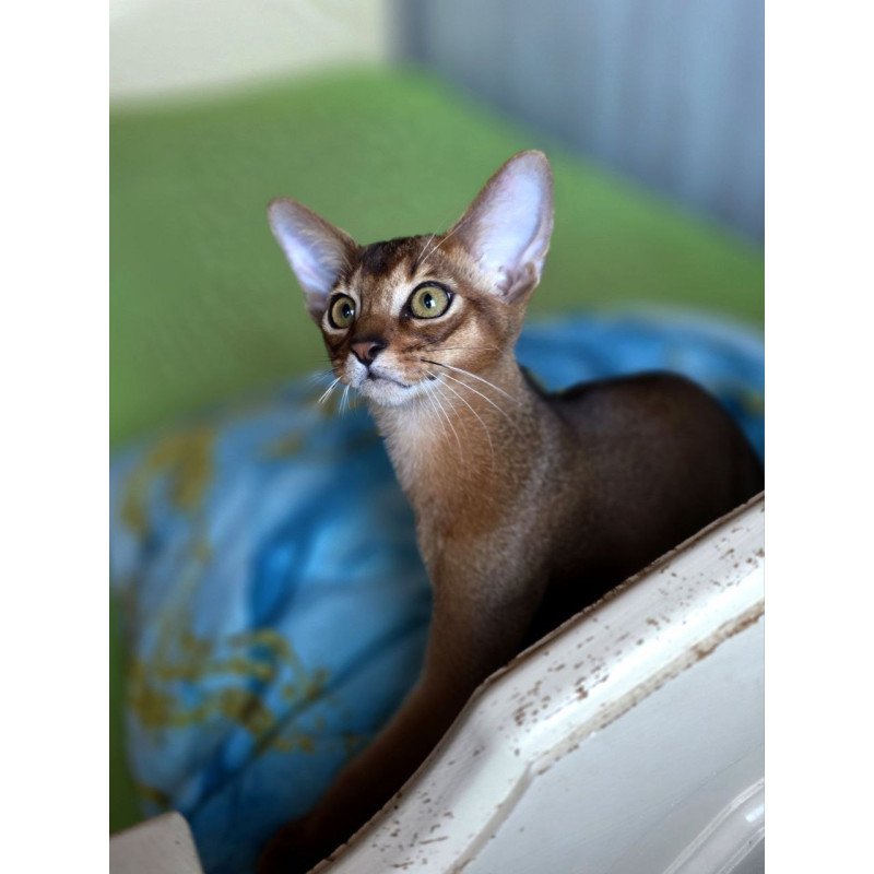 Abyssinian AP Matvey