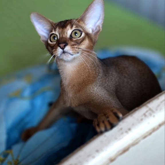 Abyssinian AP Matvey