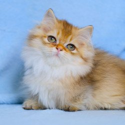 Munchkin WP Nafanyaa