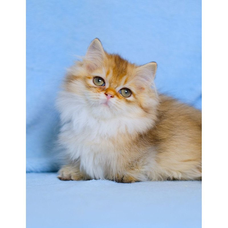 Munchkin WP Nafanya
