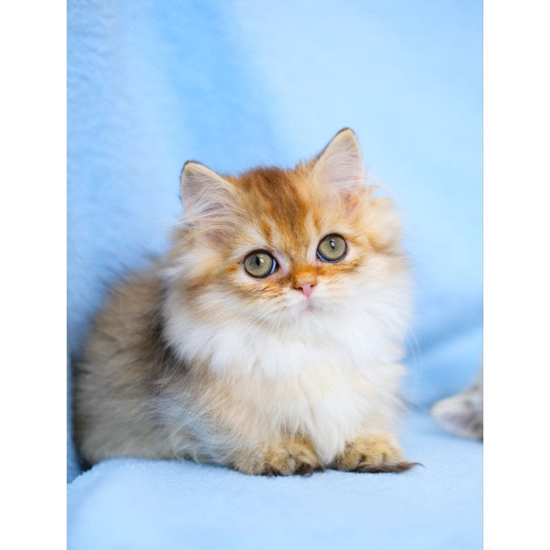 Munchkin WP Nafanyaa