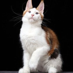 Maine Coon AP Sienna