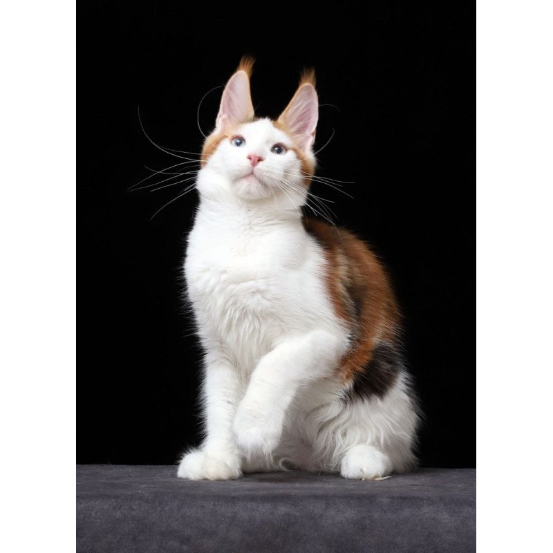 Maine Coon AP Sienna