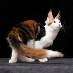Maine Coon AP Sienna