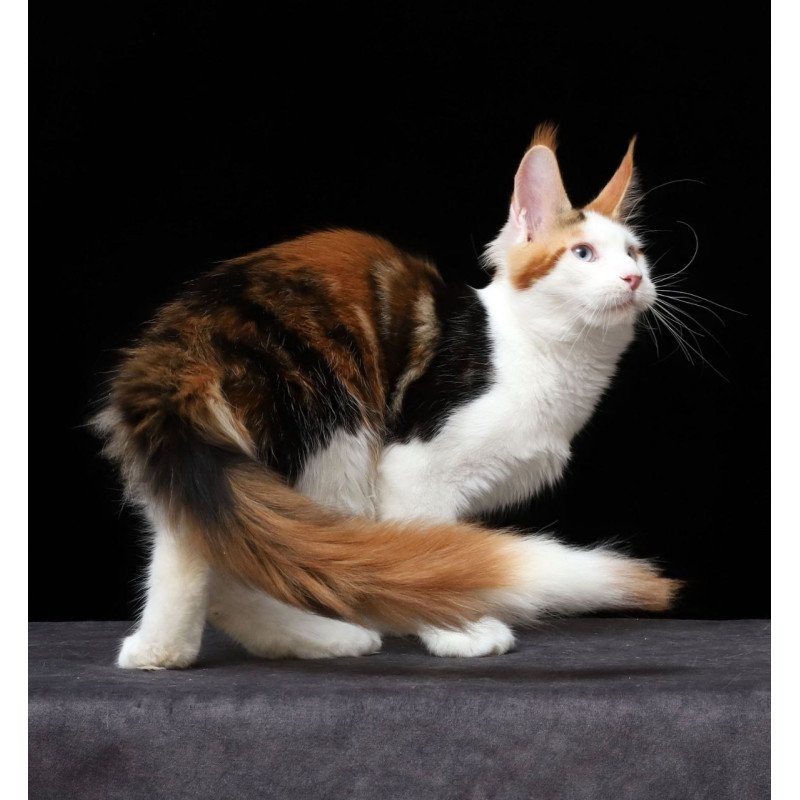 Maine Coon AP Sienna