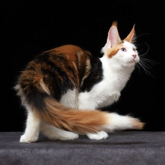 Maine Coon AP Sienna
