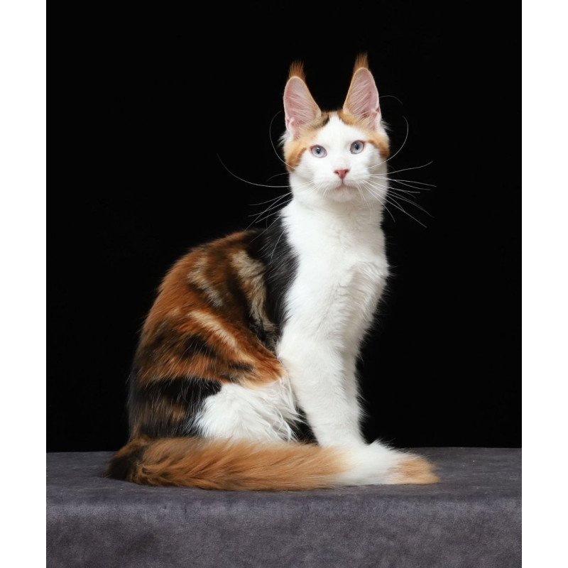 Maine Coon AP Sienna
