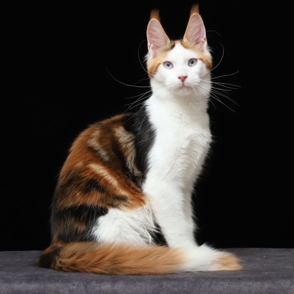 Maine Coon AP Sienna