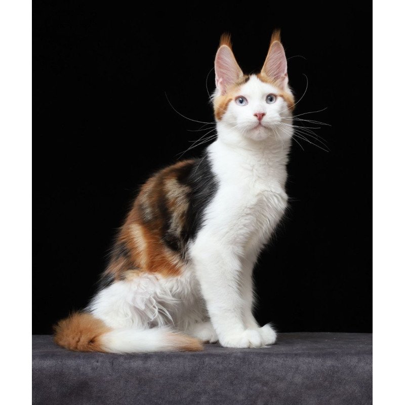 Maine Coon AP Sienna