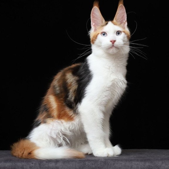 Maine Coon AP Sienna