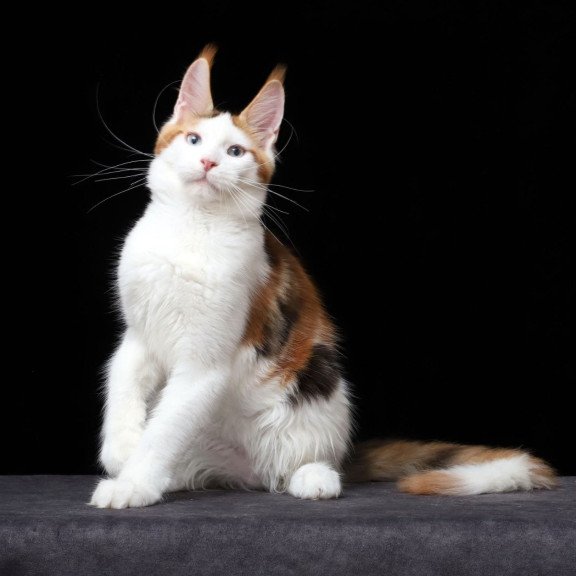 Maine Coon AP Sienna
