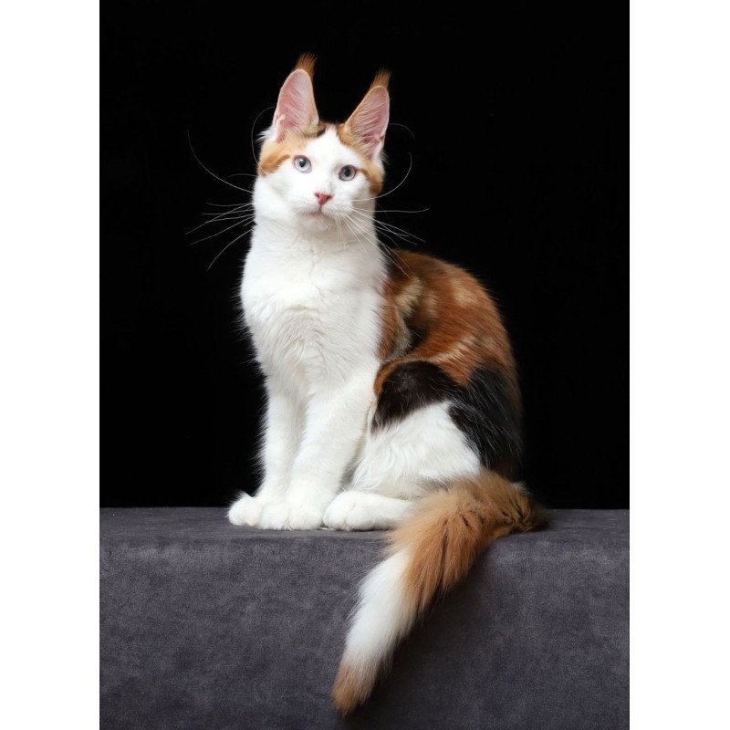 Maine Coon AP Sienna