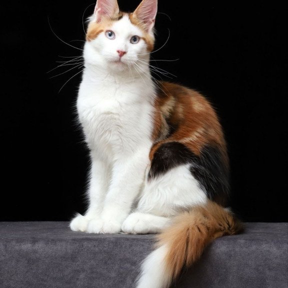 Maine Coon AP Sienna