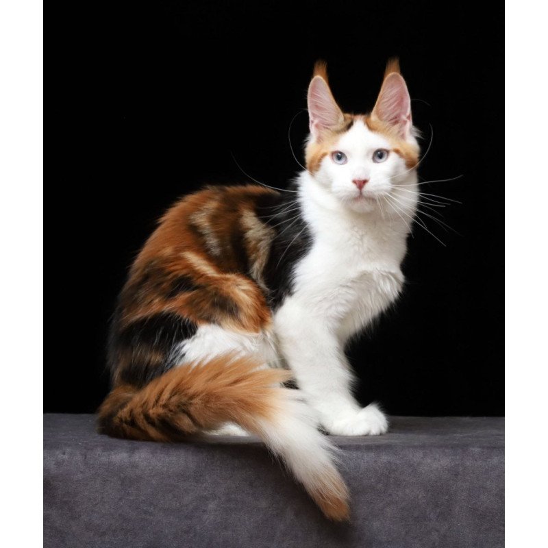 Maine Coon AP Sienna