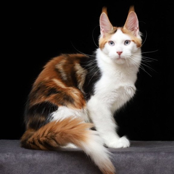 Maine Coon AP Sienna