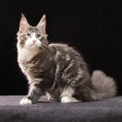 Maine Coon AP Rivaldo