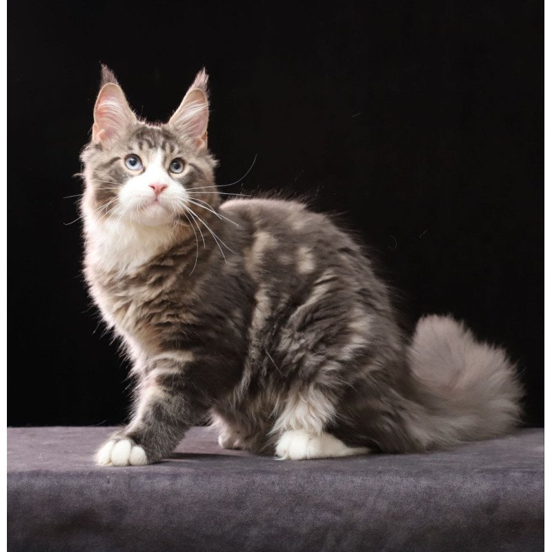 Maine Coon AP Rivaldo