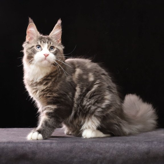 Maine Coon AP Rivaldo