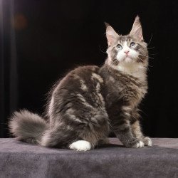 Maine Coon AP Rivaldo