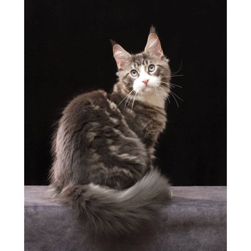 Maine Coon AP Rivaldo