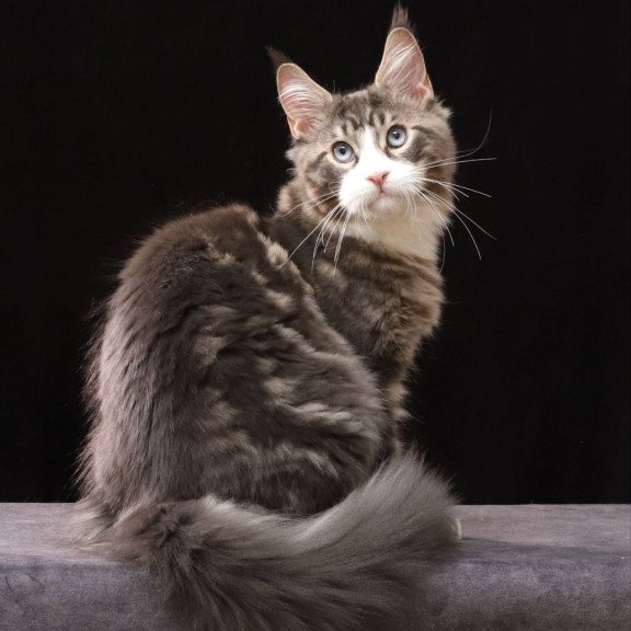 Maine Coon AP Rivaldo