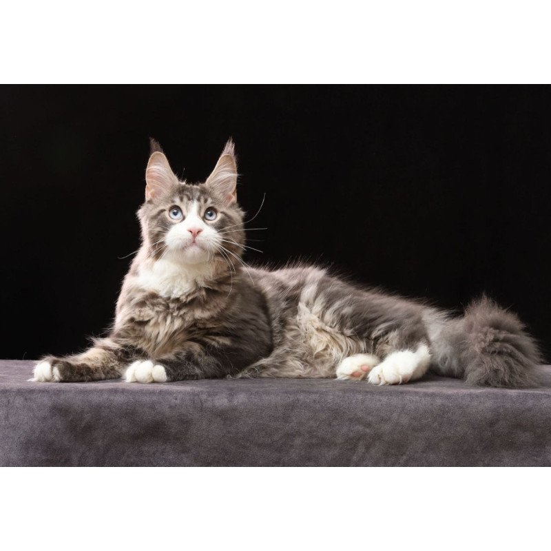 Maine Coon AP Rivaldo