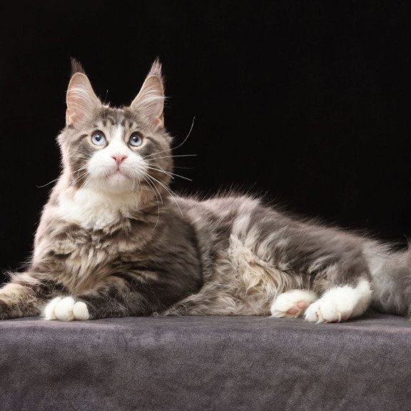 Maine Coon AP Rivaldo