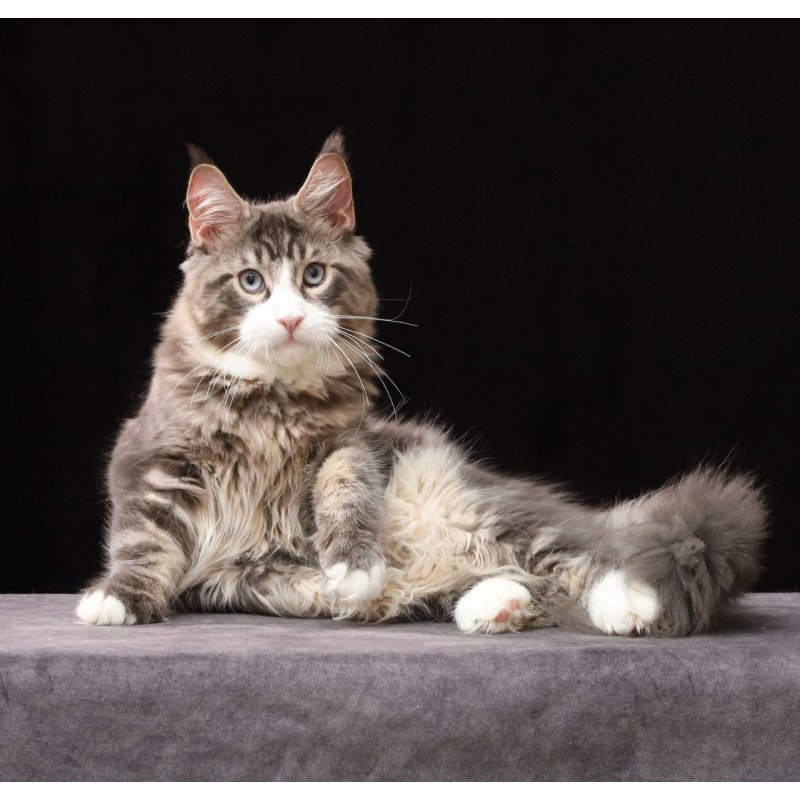 Maine Coon AP Rivaldo