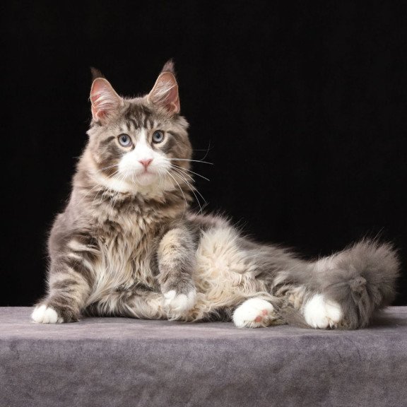 Maine Coon AP Rivaldo