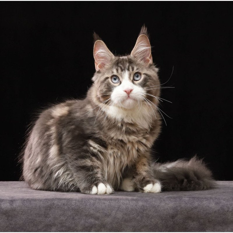Maine Coon AP Rivaldo