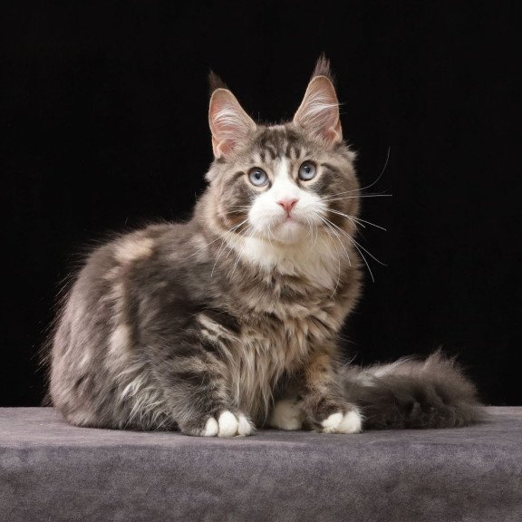 Maine Coon AP Rivaldo