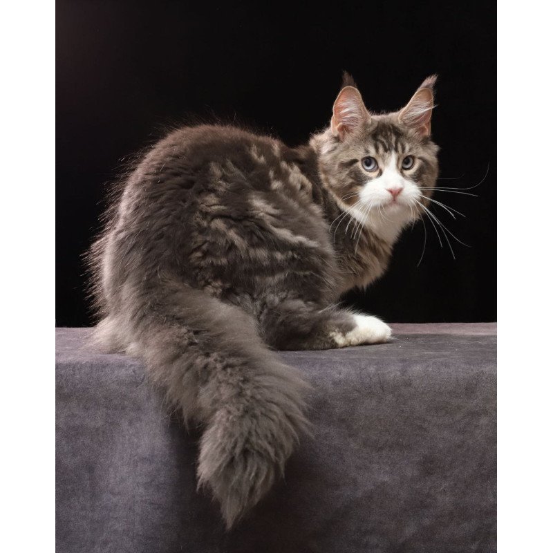 Maine Coon AP Rivaldo