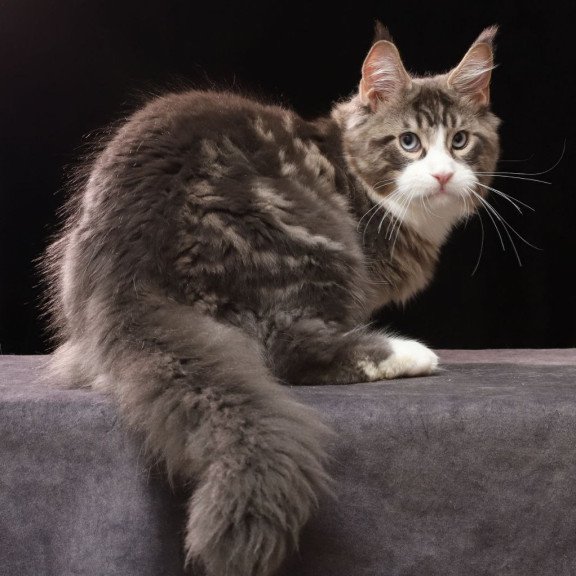 Maine Coon AP Rivaldo