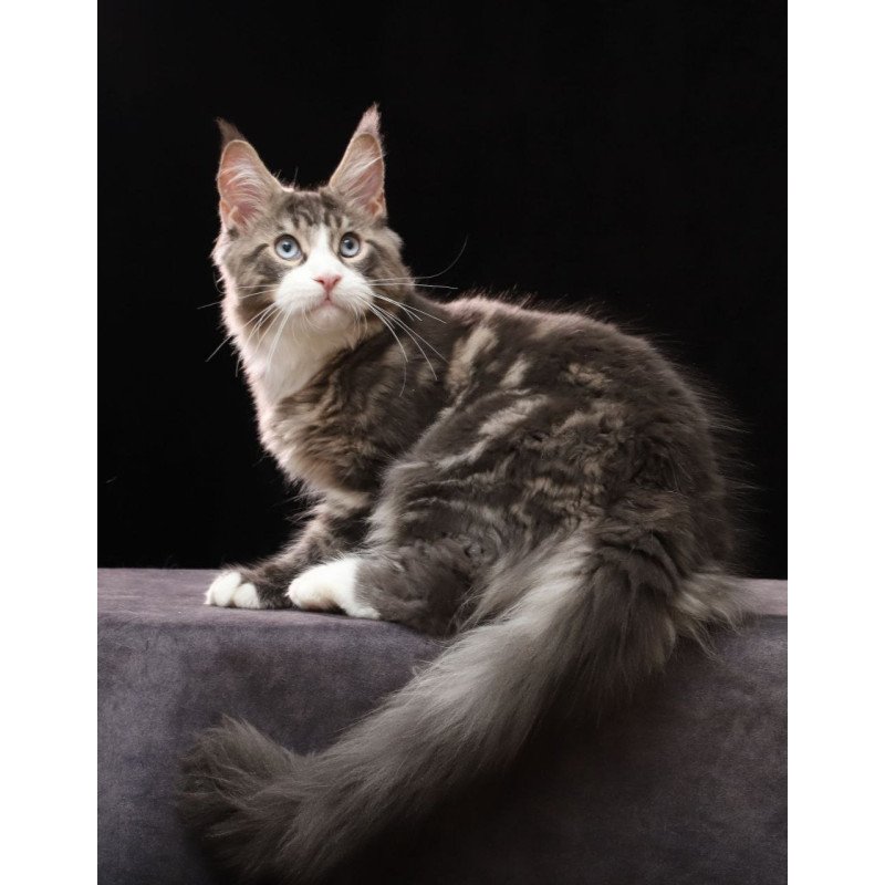 Maine Coon AP Rivaldo